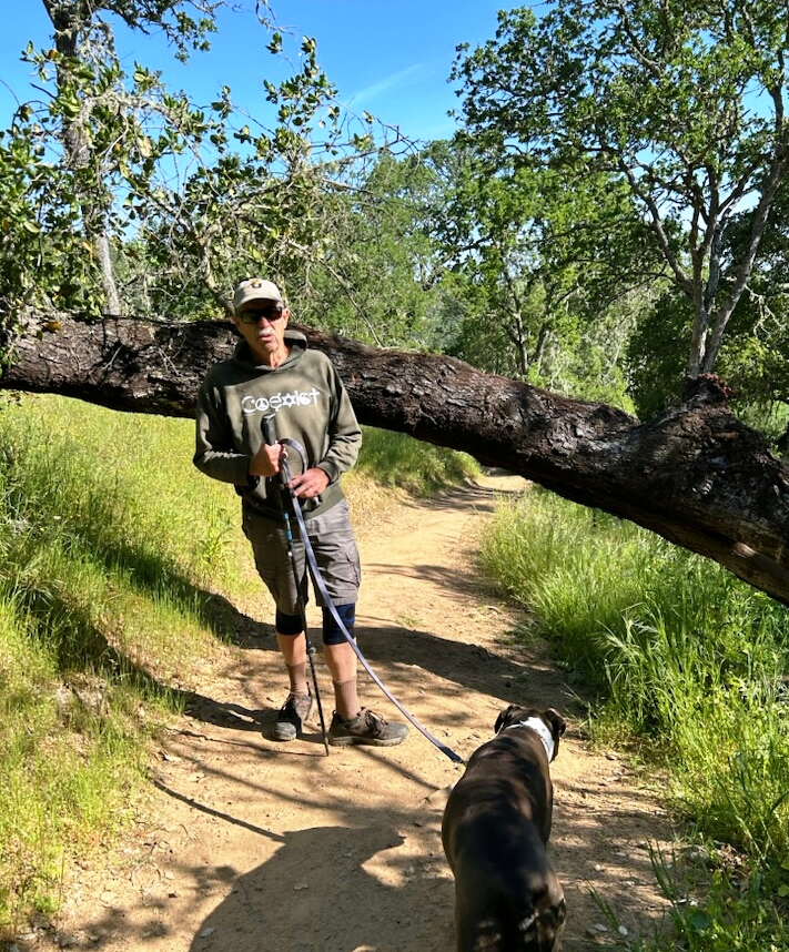 The large oak tree before removal.  Can you limbo?